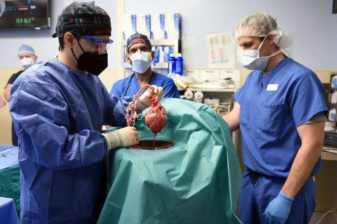 人类首次成功接受猪心脏移植